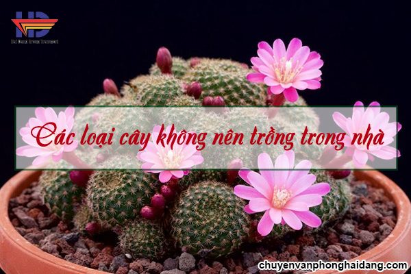 [LƯU Ý] Các loại cây không nên trồng trong nhà bạn nên tránh